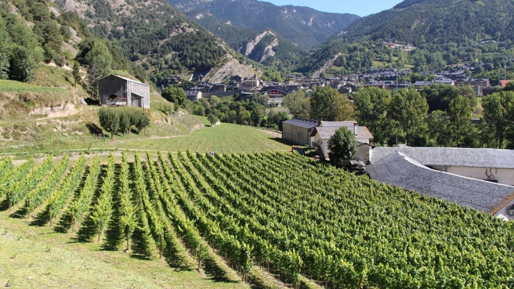 Una plantació de vinyes.