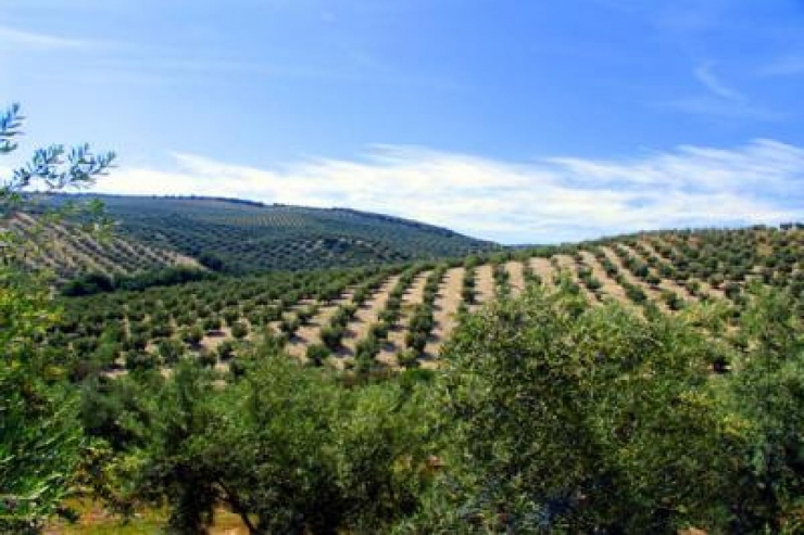 Un camp d'oliveres en una imatge d'arxiu.