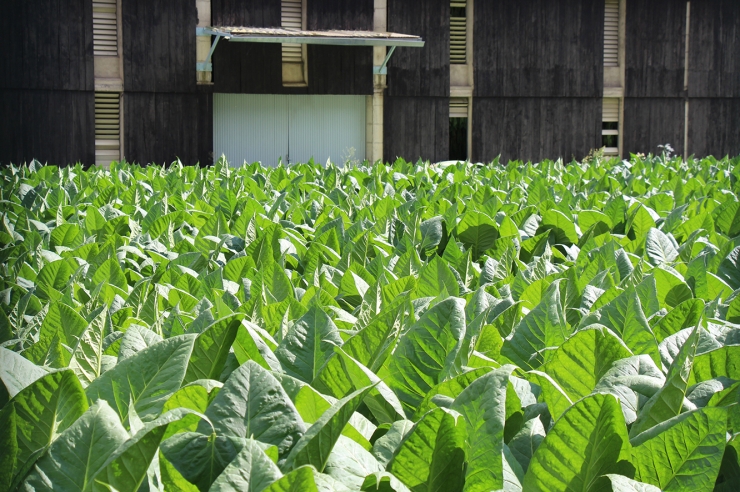 Plantes de tabac en una plantació a Santa Coloma.