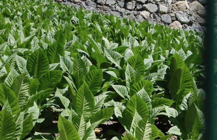 Una plantació de tabac.